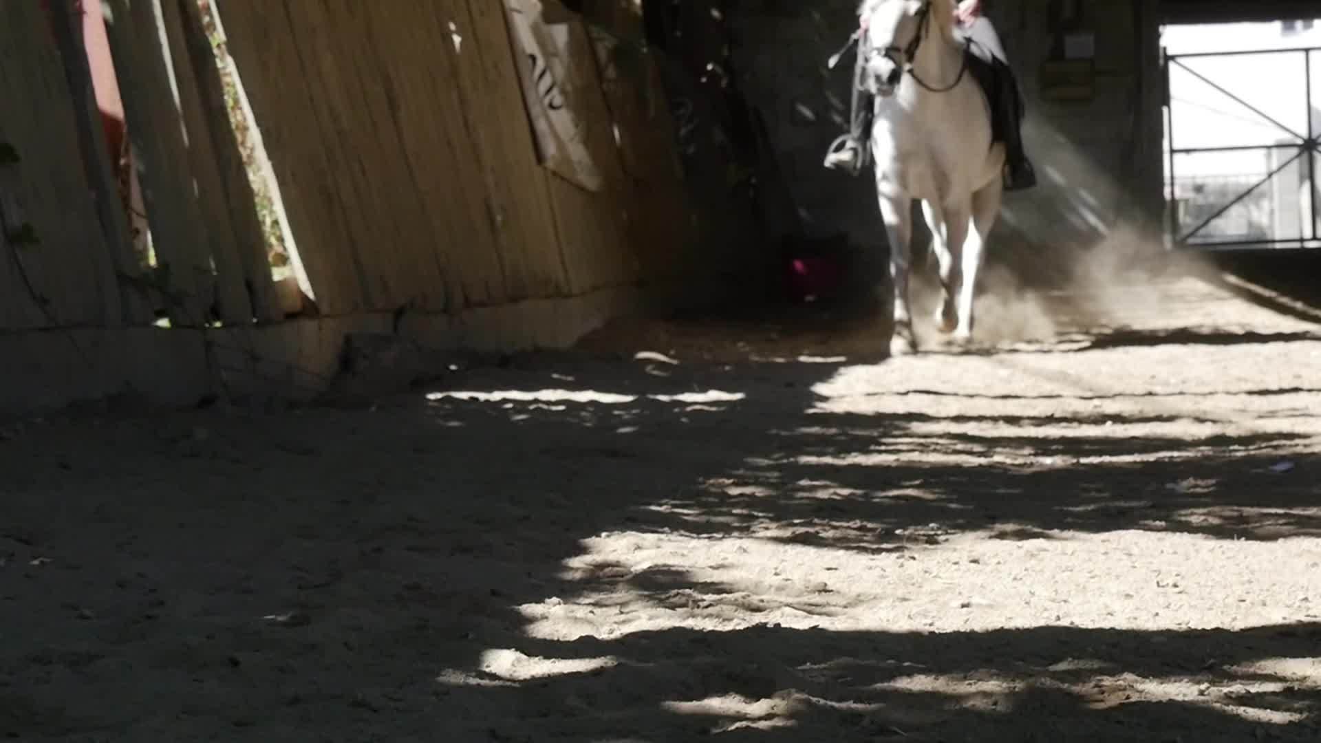 马的腿合紧视频的预览图