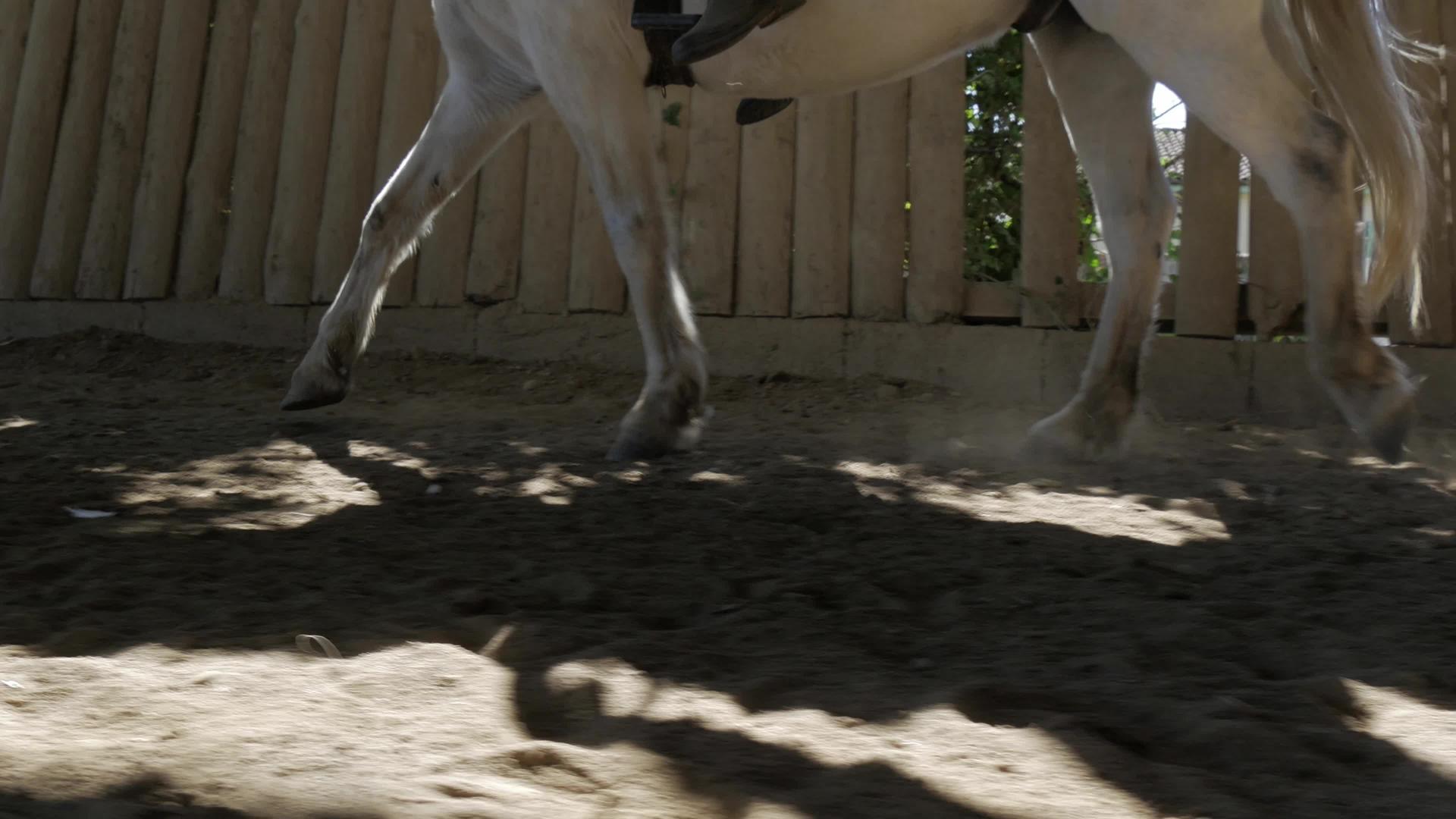 马的腿合紧视频的预览图
