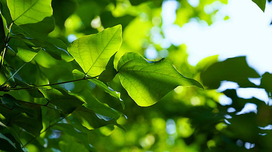 4k实拍夏日阳光下的绿色树叶空镜头视频的预览图