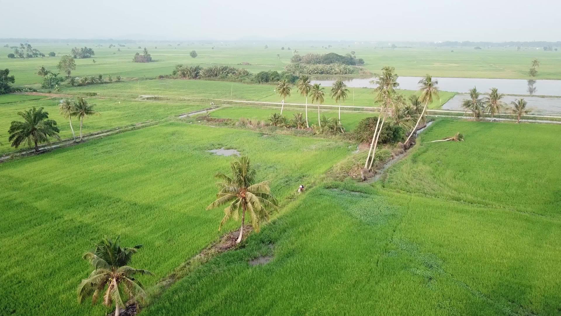 东Asia在空中观察绿色稻田视频的预览图