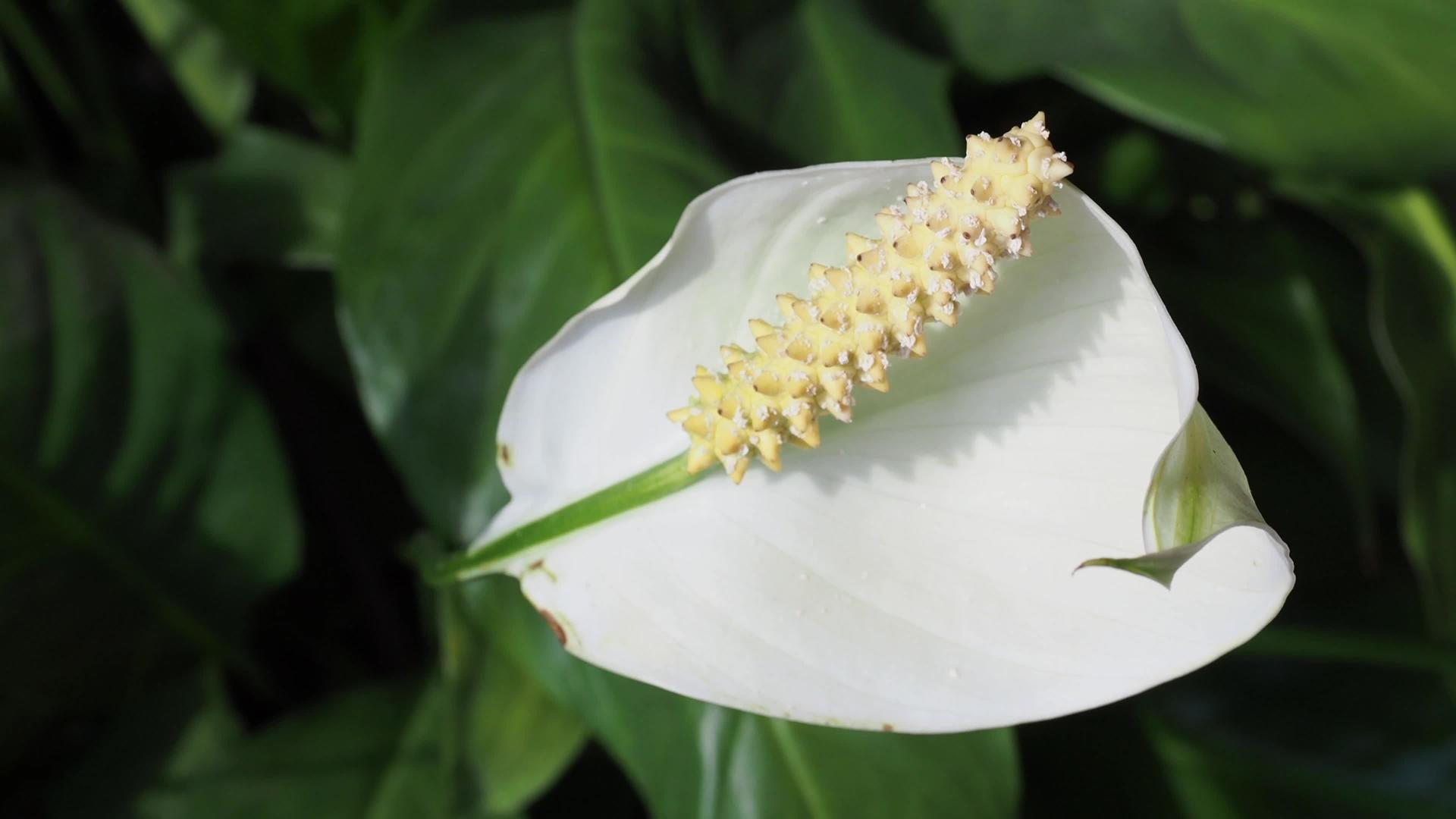 马蹄莲植物Callapalustris白花视频的预览图