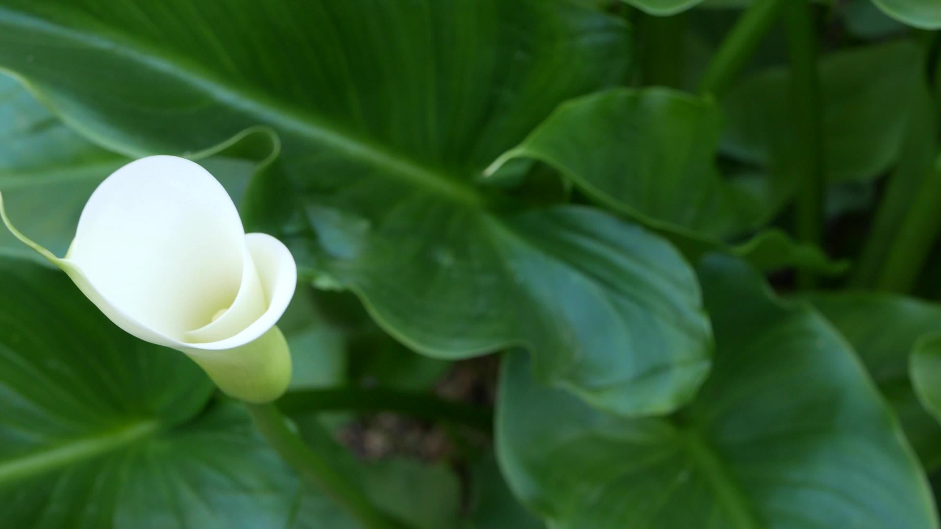 白色马蹄莲和深绿色叶子优雅的花朵绽放异国情调视频的预览图