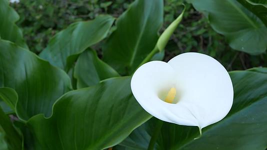 白色马蹄莲和深绿色叶子优雅的花朵绽放异国情调视频的预览图