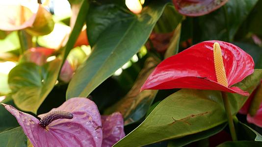 红色的马蹄莲深绿色的叶子优雅的栗色花朵异国情调视频的预览图