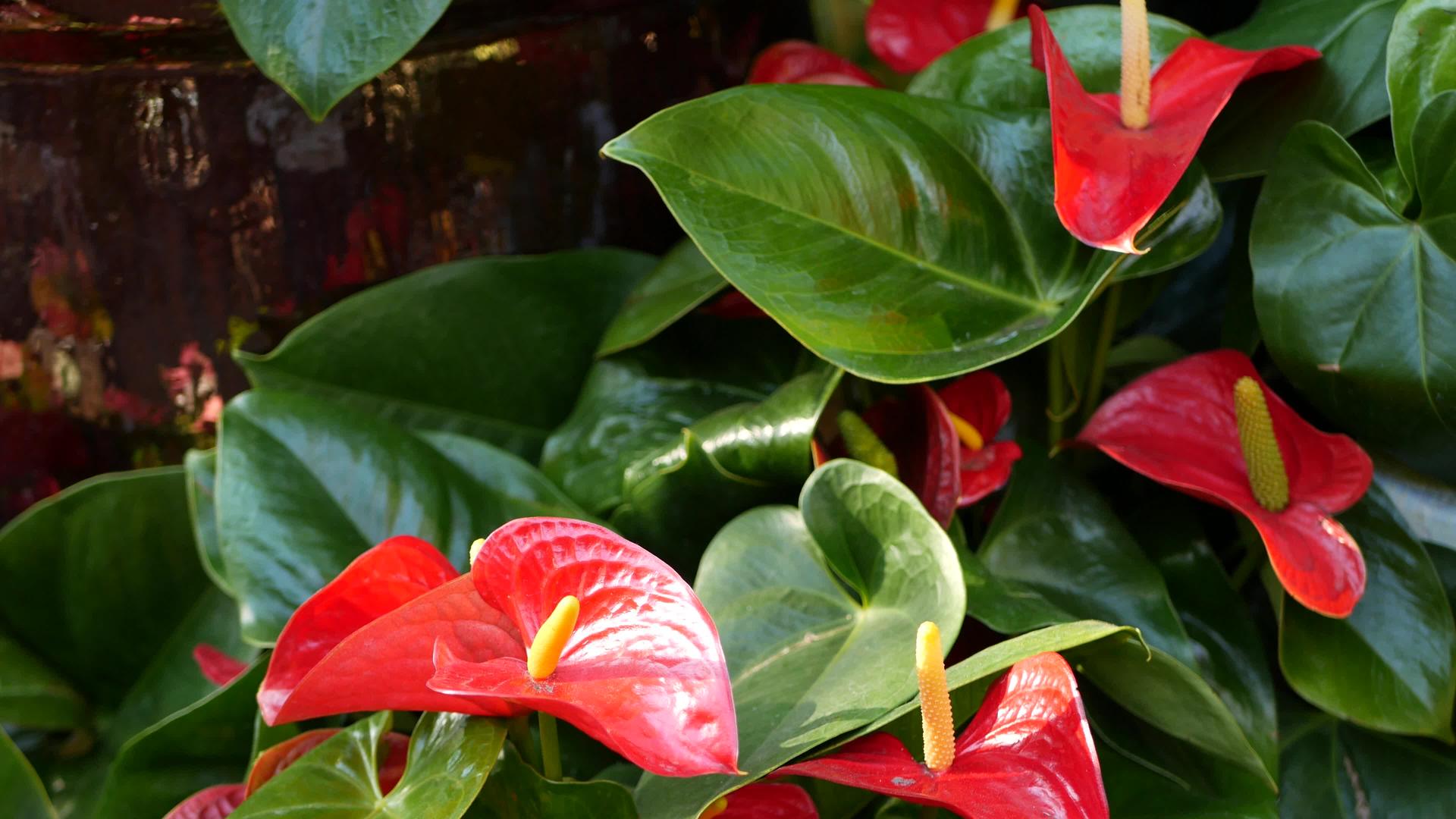红色的马蹄莲深绿色的叶子优雅的栗色花朵异国情调视频的预览图