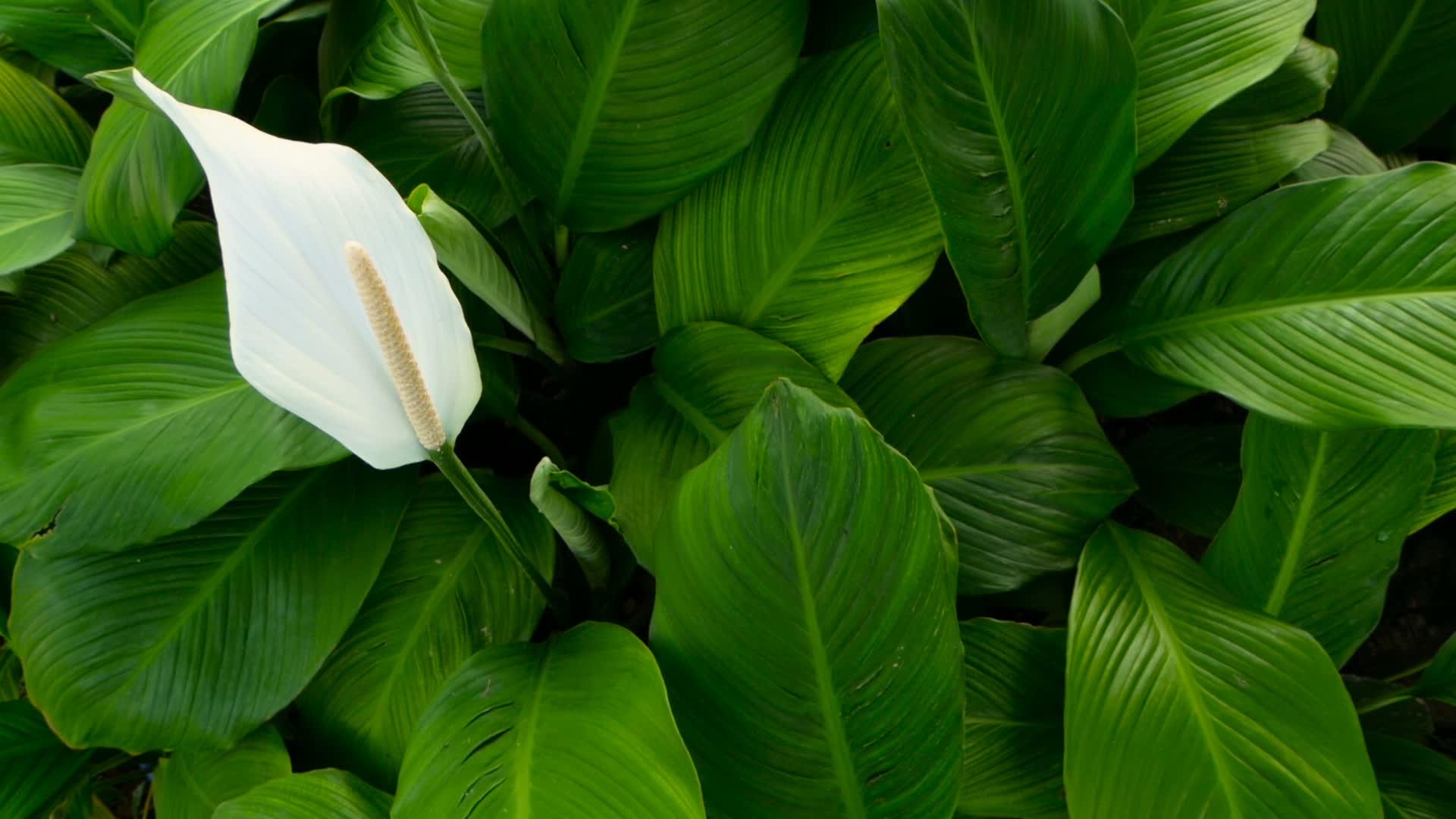 从绿色的新鲜叶子中可以看到柔和的白色花朵视频的预览图