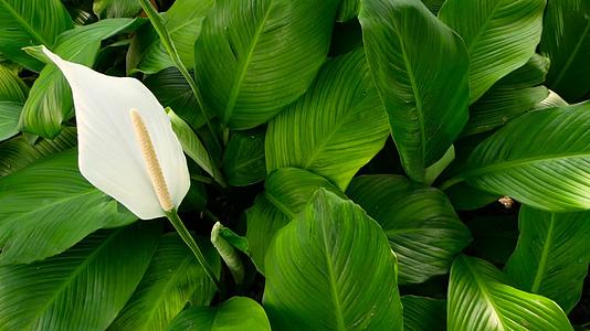 从绿色的新鲜叶子中可以看到柔和的白色花朵视频的预览图