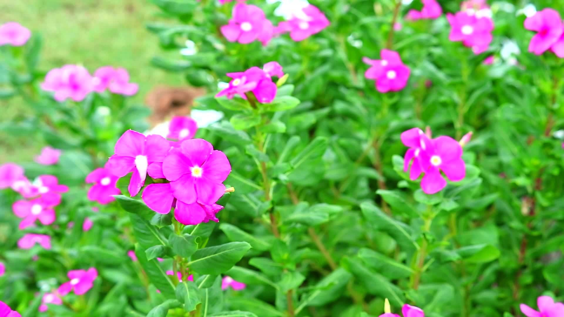 麦加斯卡双粉色winkle花园里的玫瑰绿叶1视频的预览图