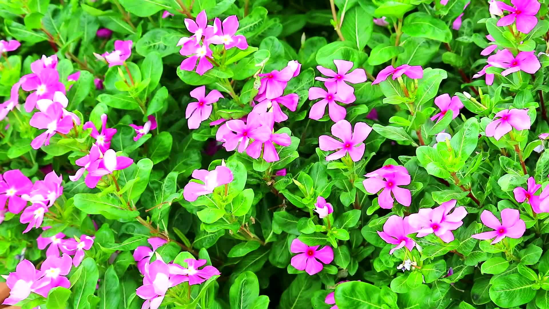 麦加斯卡双粉色winkle花园里的玫瑰树绿叶视频的预览图