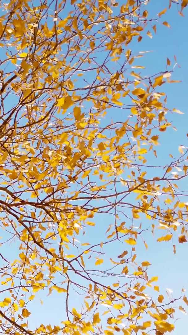拍摄额济纳胡杨林摇曳的叶子视频的预览图