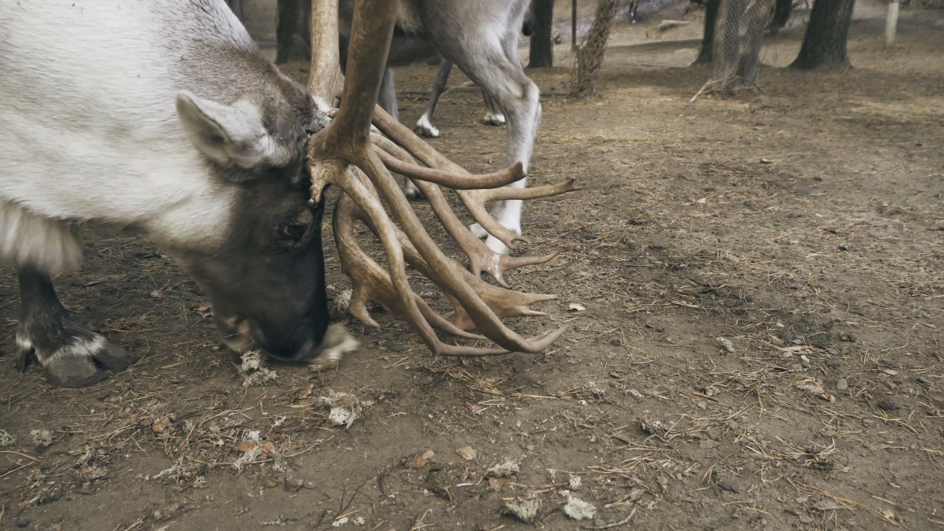 北极驯鹿吃苔藓视频的预览图