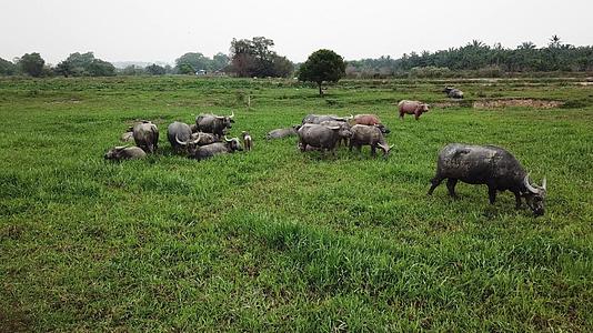 水牛在伯南绿地的草原上放牧视频的预览图