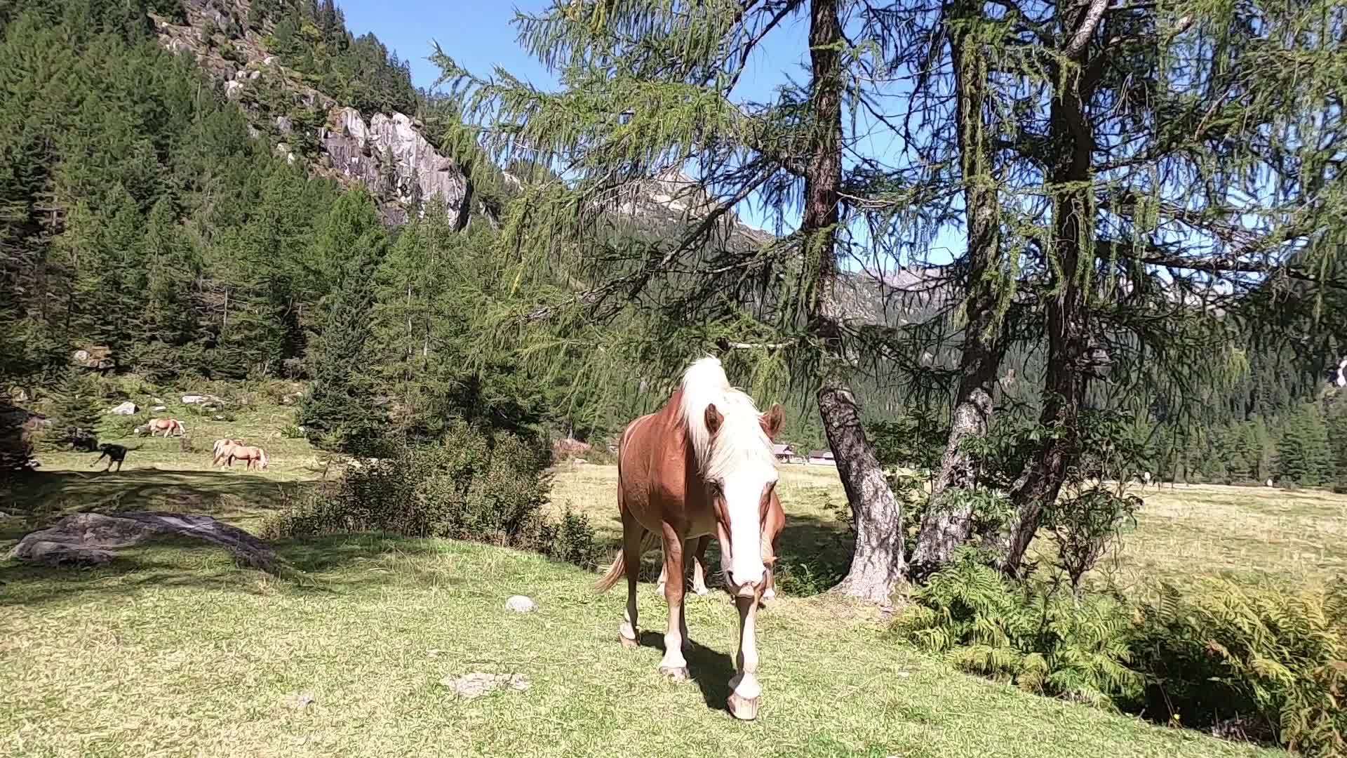 一型的白色鬃毛Haflinger马在接近视频的预览图