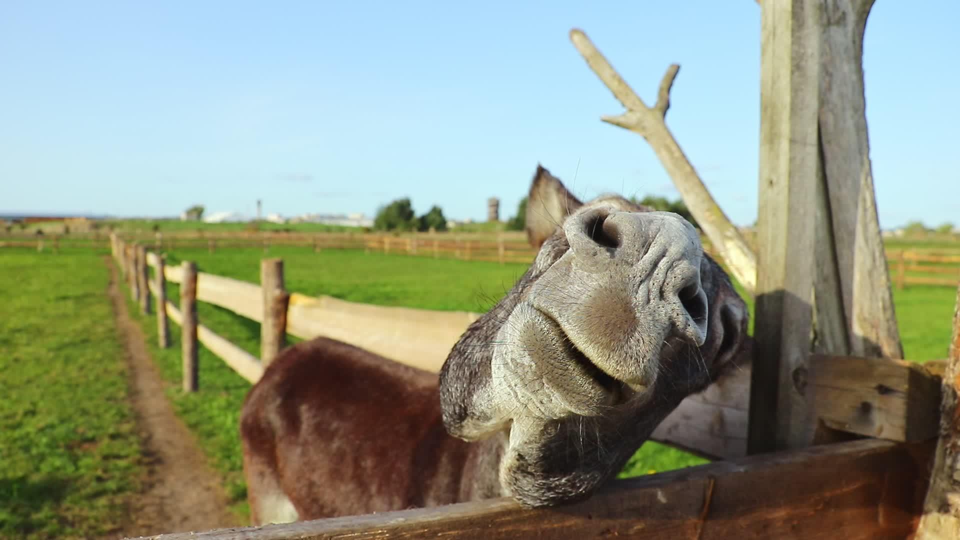 驴子的咀嚼和牙齿显示在摄像机上视频的预览图