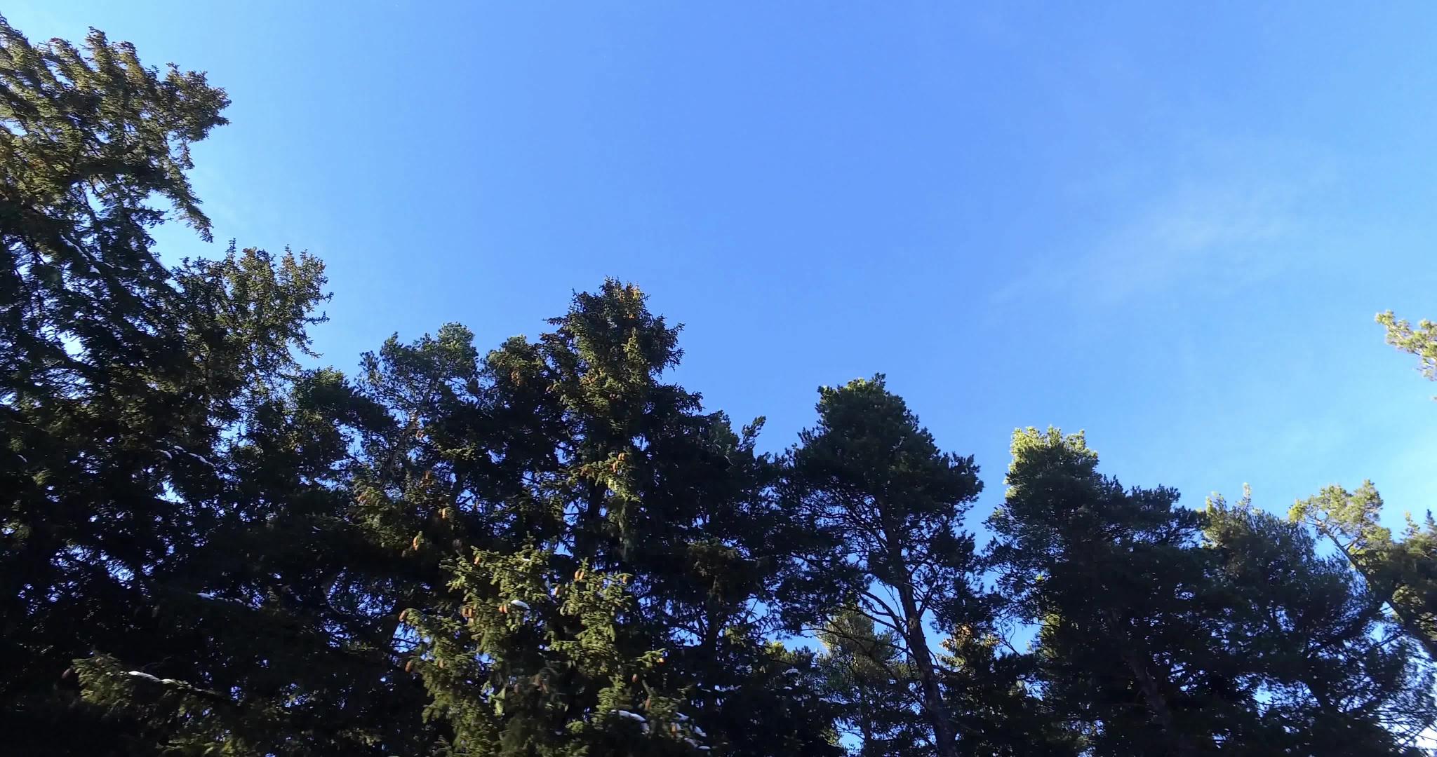 绿松树和蓝天由红木林驾驶视频的预览图