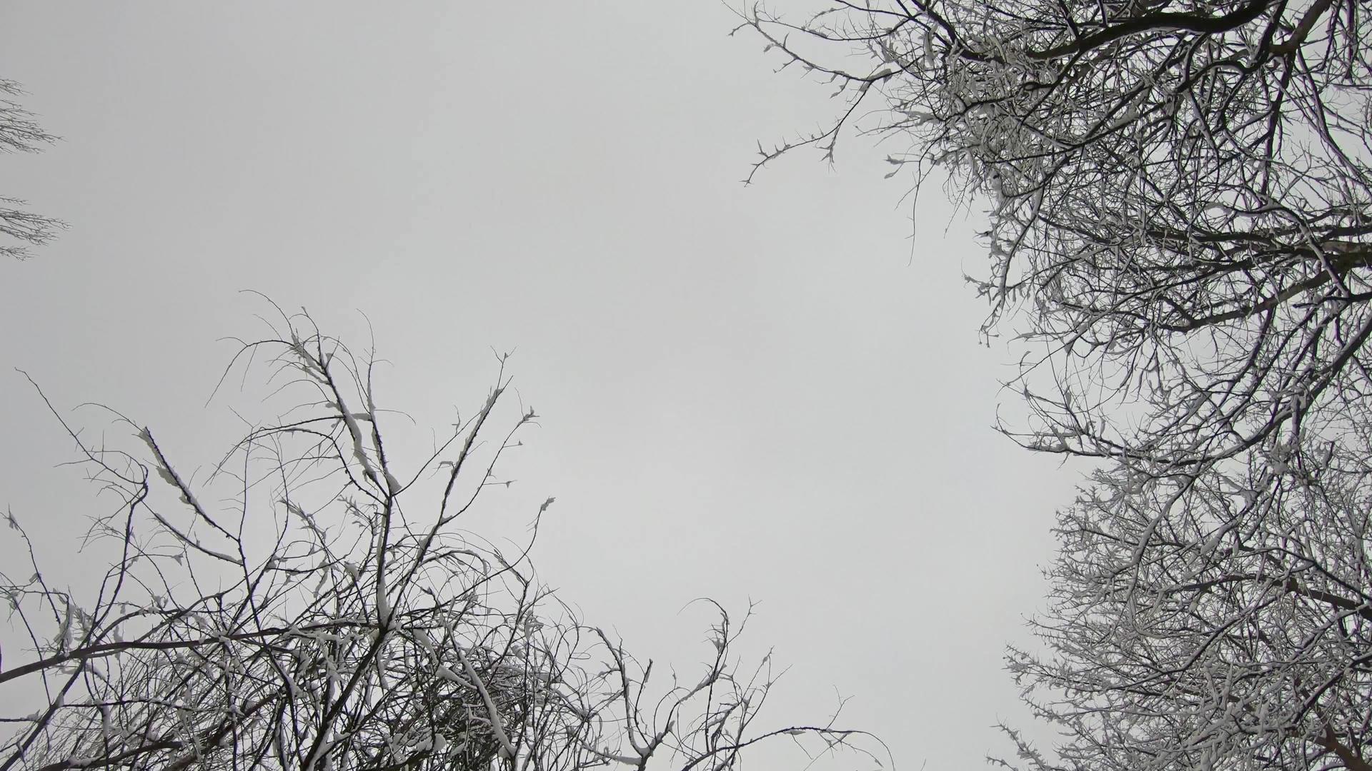 在冬季雾weatherforecastly天气寒冷视频的预览图