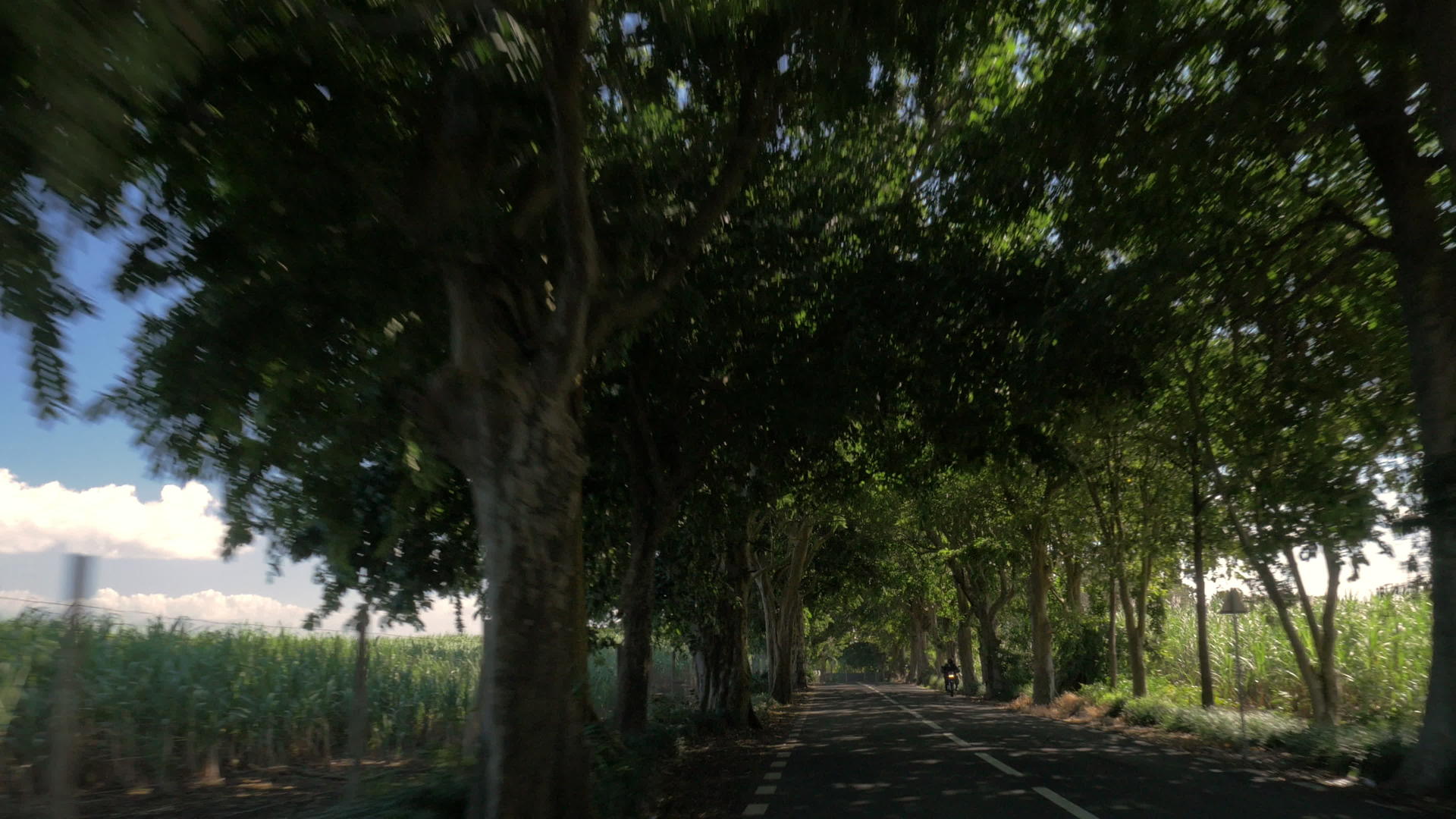 路边有树木和甘蔗农田视频的预览图