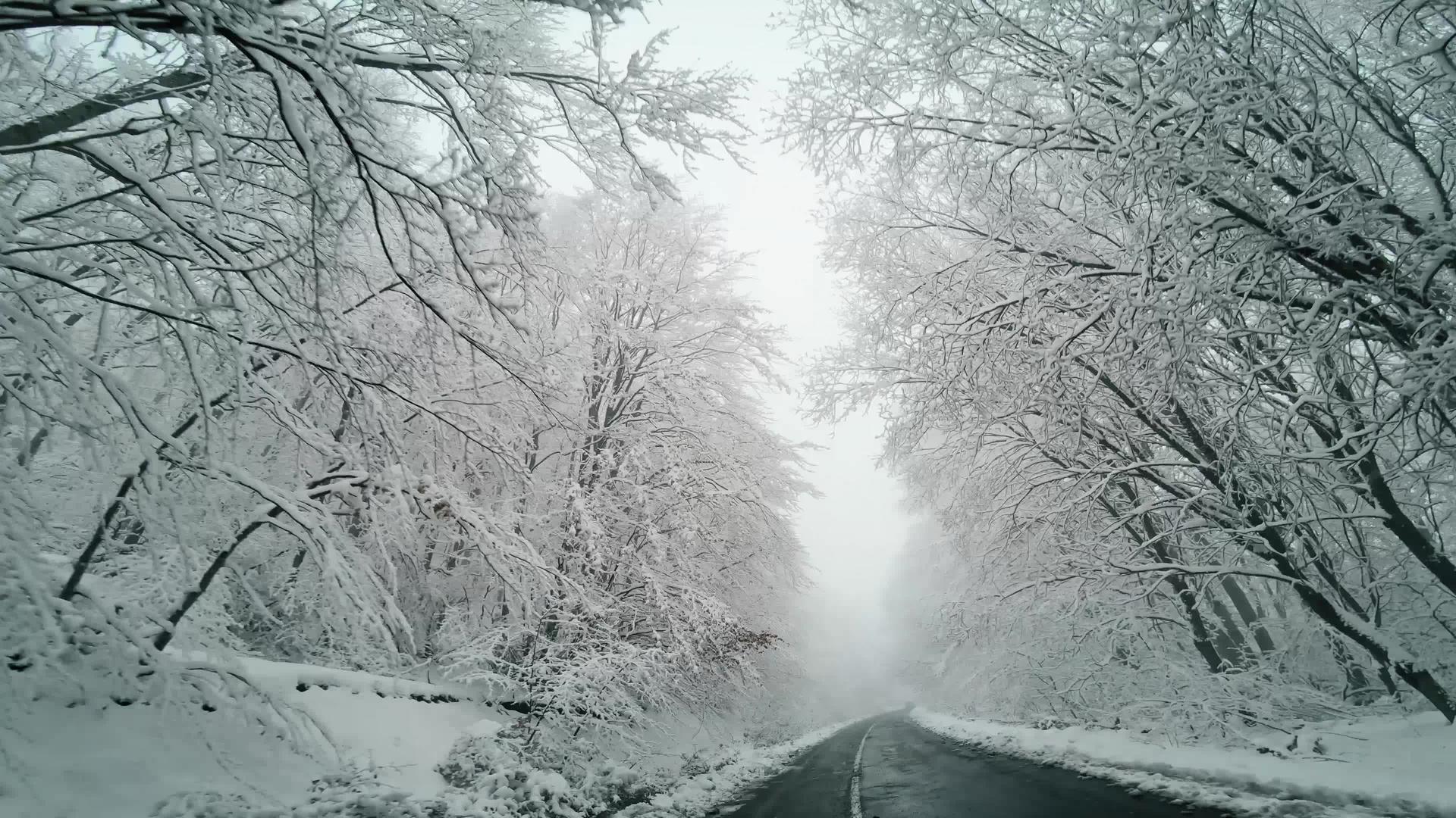 冬天的驱动器在农村道路和有雪的松树之间视频的预览图