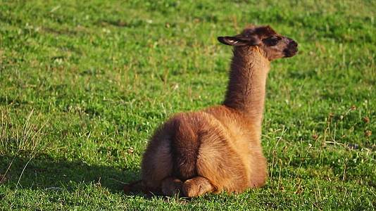一只美丽的小骆驼躺在绿草上视频的预览图