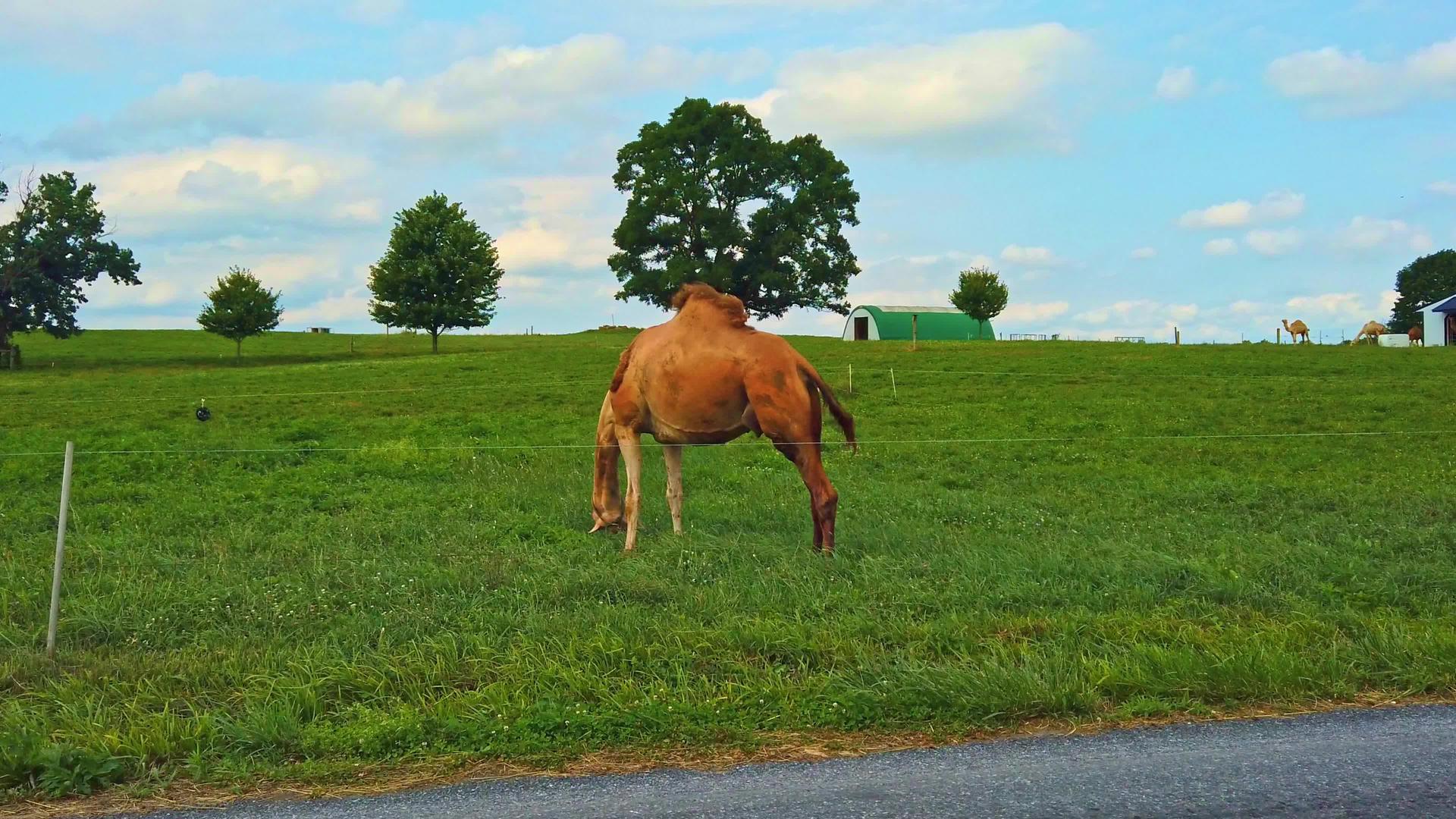 骆驼在宾夕法尼亚州的阿米什农场放牧视频的预览图