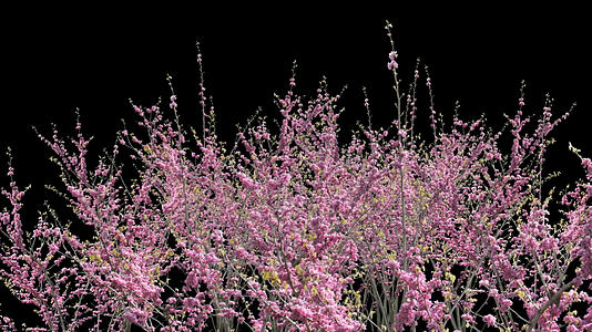 带透明通道3D樱花树视频素材视频的预览图