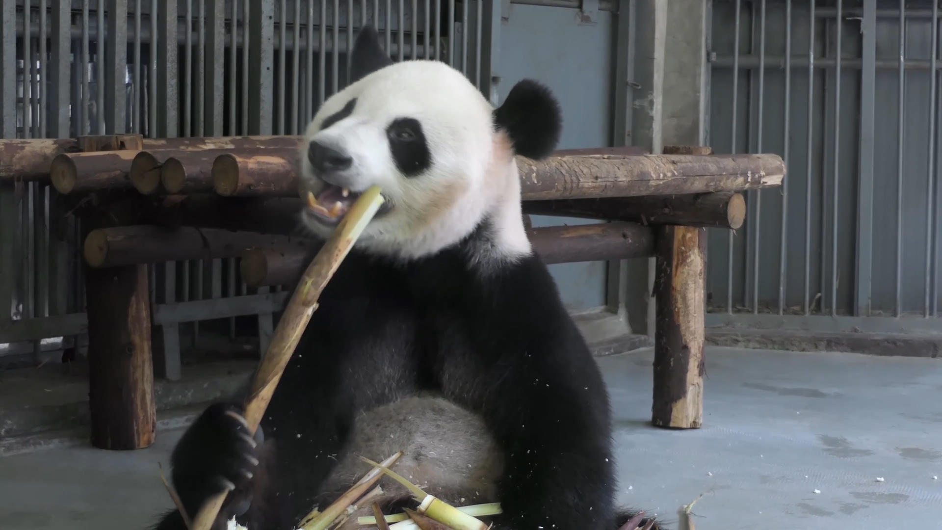 动物园大熊猫吃竹子视频的预览图