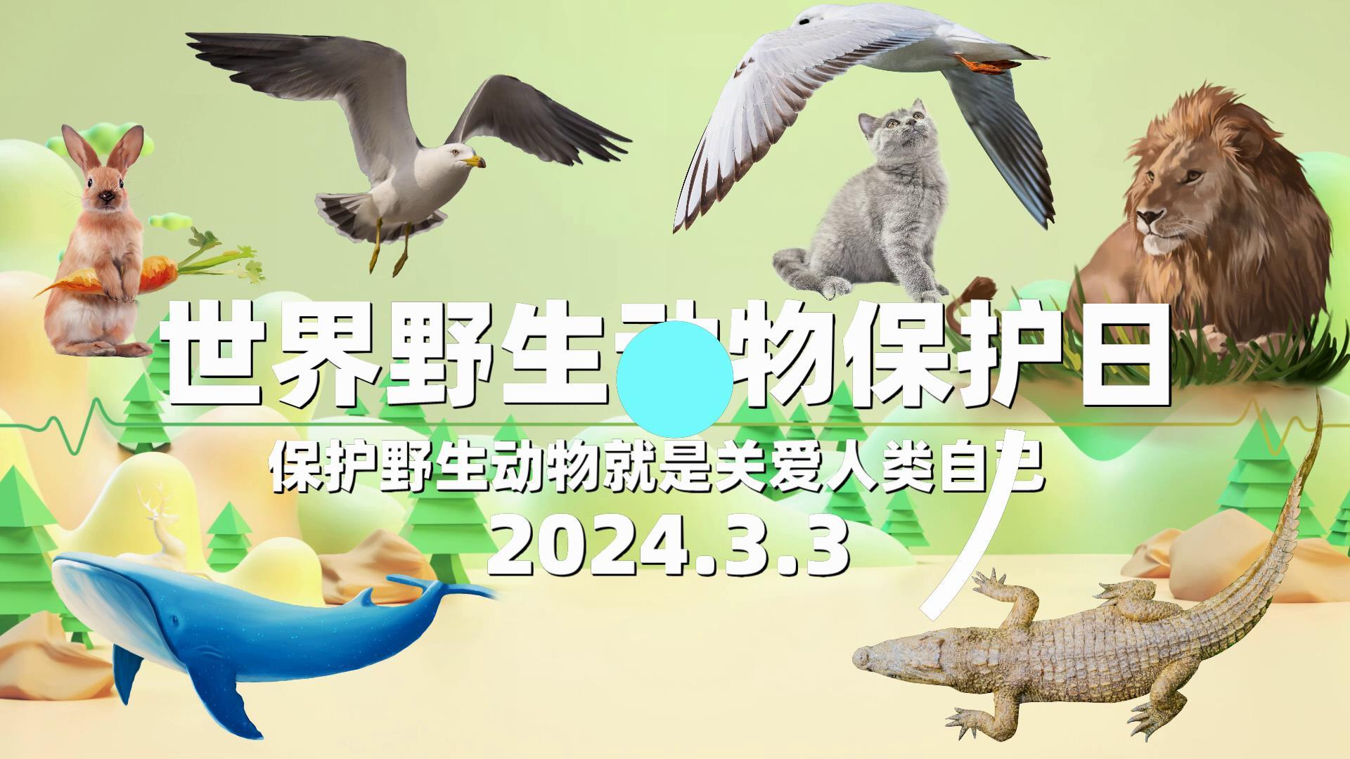 世界野生动物保护日图文宣传开始视频的预览图