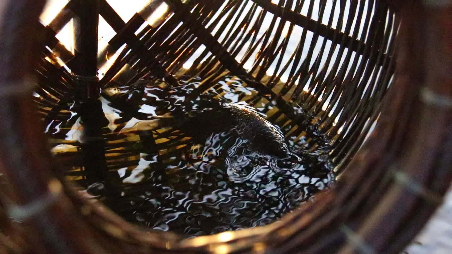室内用活鱼捕鱼cambodian编织篮子视频的预览图
