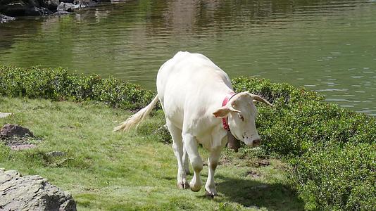 白牛在湖边的高山草原上放牧视频的预览图