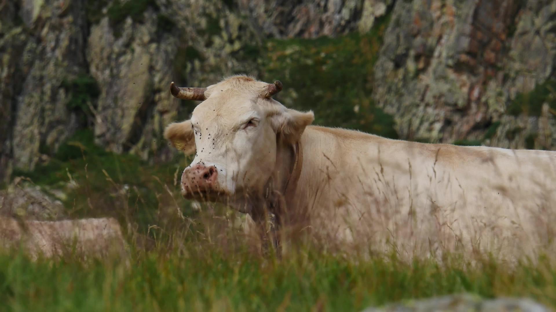 在高山牧场放牧的白牛视频的预览图