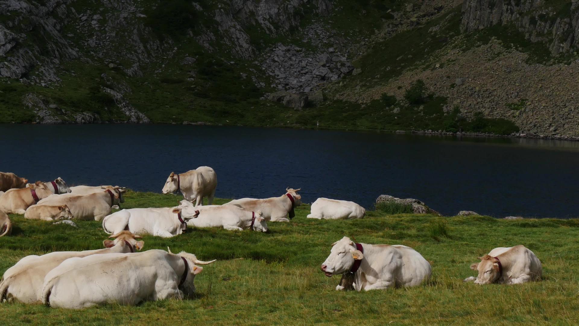 在湖边高山牧场放牧的白奶牛视频的预览图