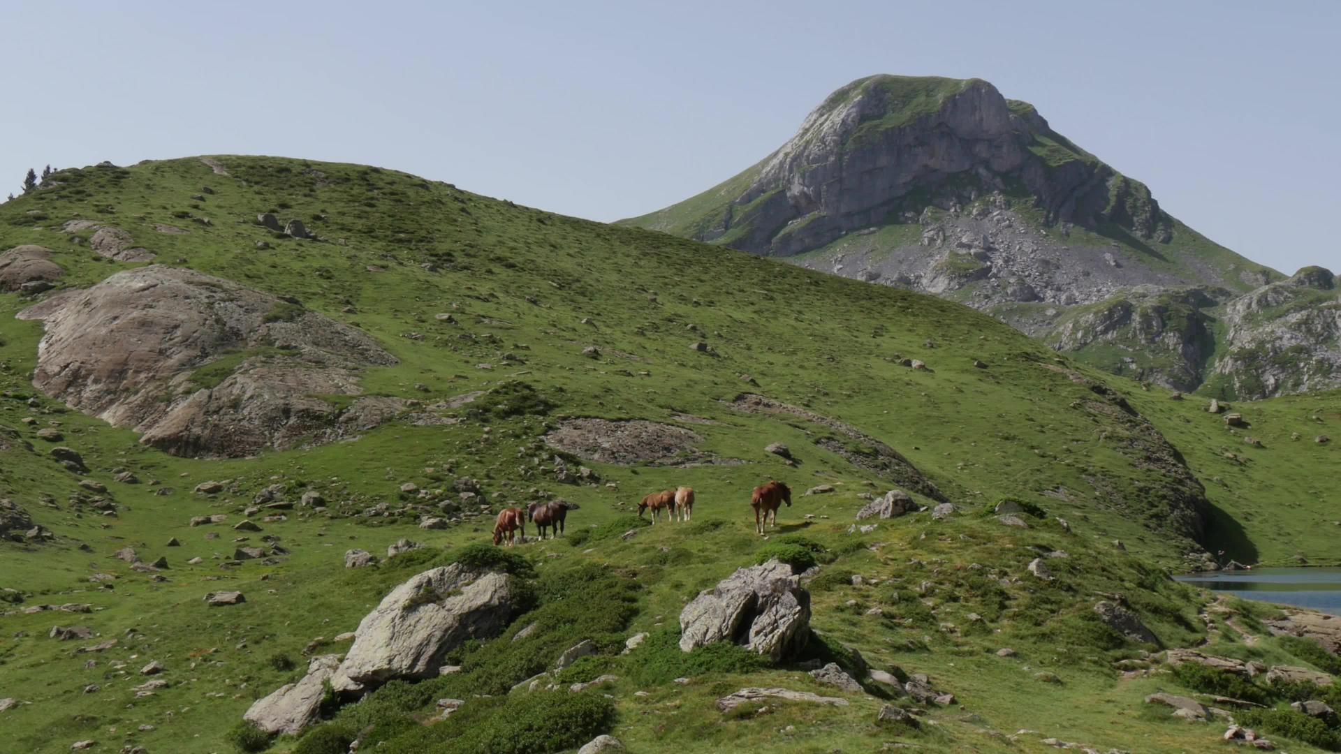 棕色马在高山牧场放牧视频的预览图