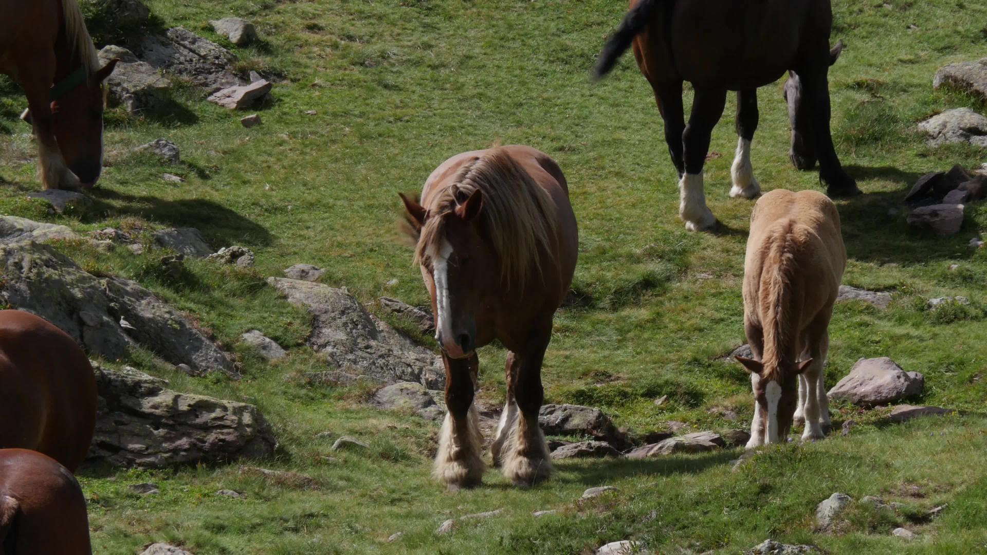 棕色马在高山牧场放牧视频的预览图