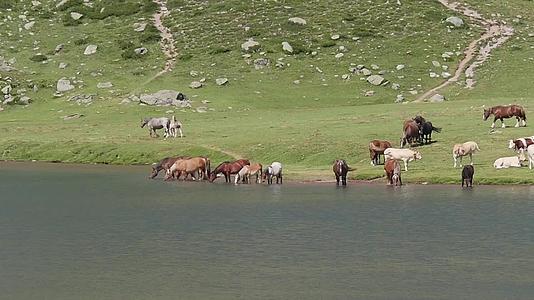 棕色马在湖边的高山牧场放牧视频的预览图