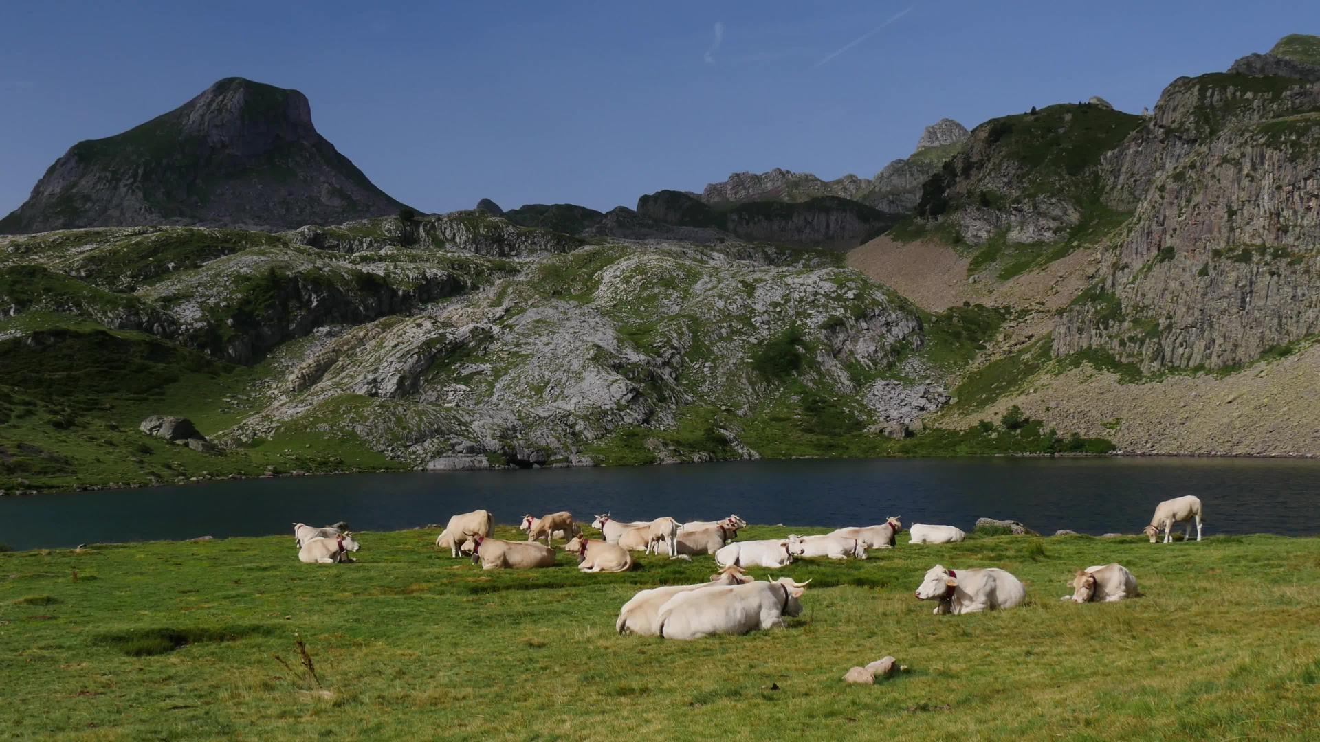 在湖边高山牧场放牧的白奶牛视频的预览图