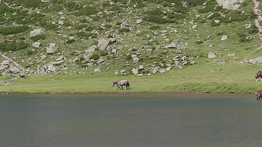 马在湖边的高山牧场放牧视频的预览图