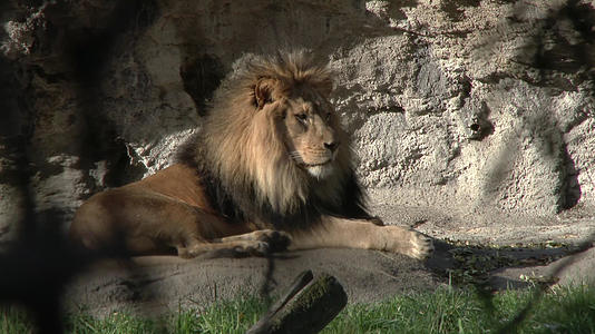 动物园狮子视频的预览图