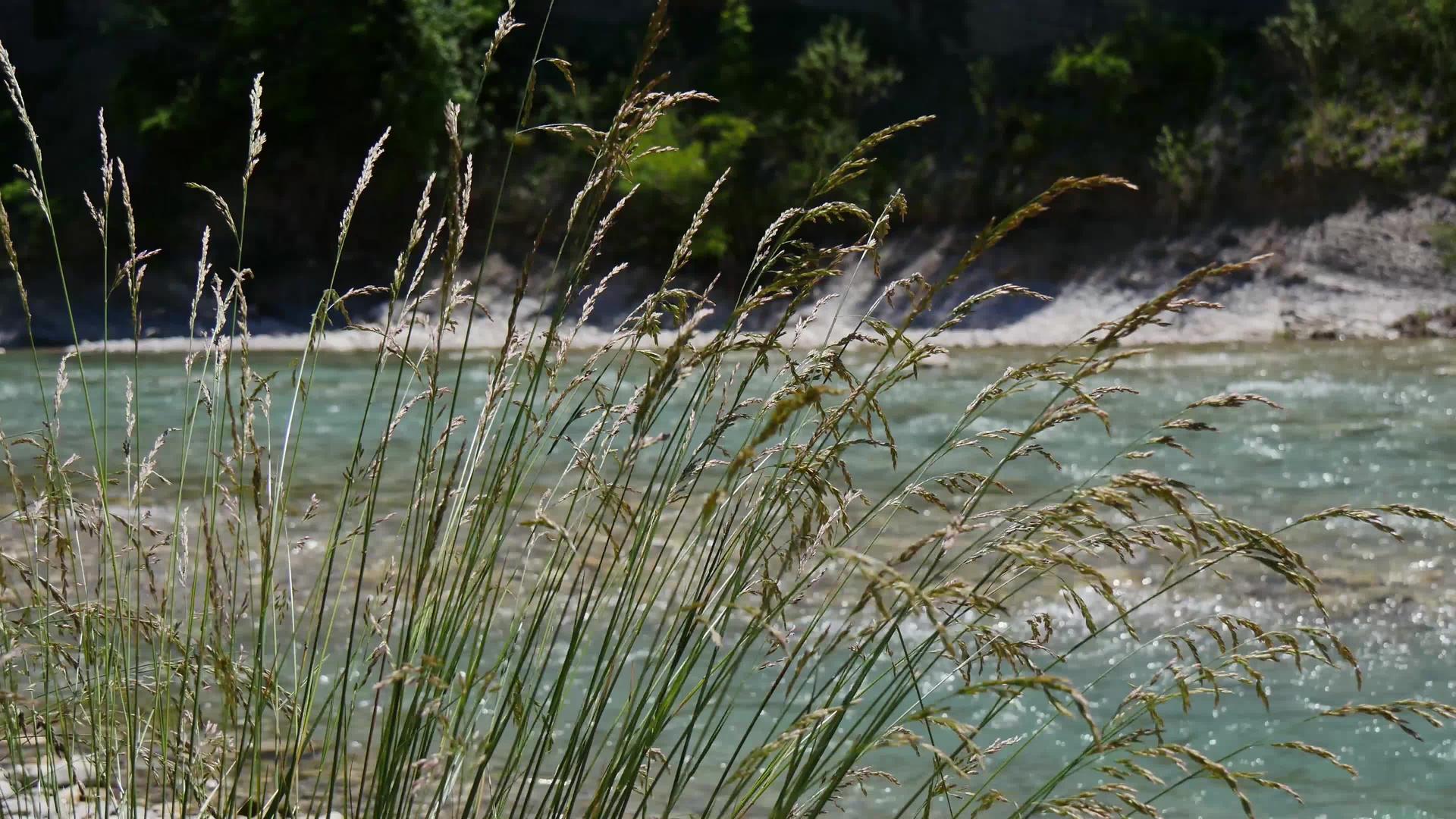 背景中的高草和河流视频的预览图