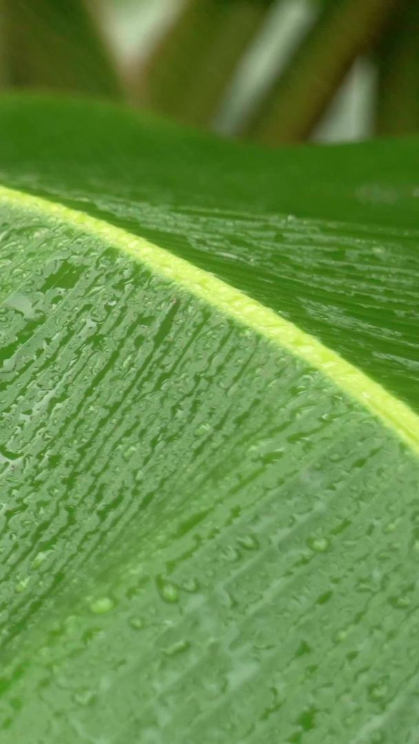 芭蕉叶上的实拍雨水视频的预览图