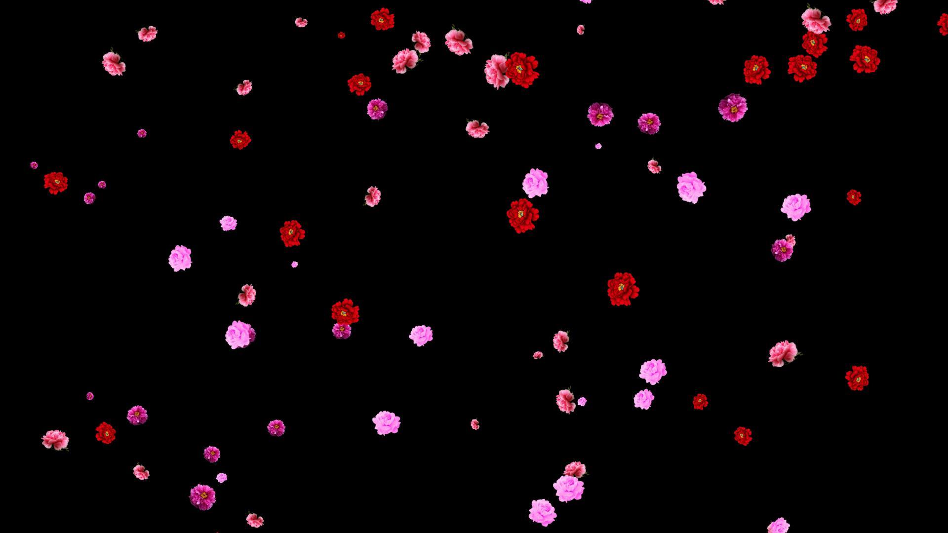 牡丹花粒子牡丹掉落牡丹牡丹花花朵花掉落花背景视频的预览图