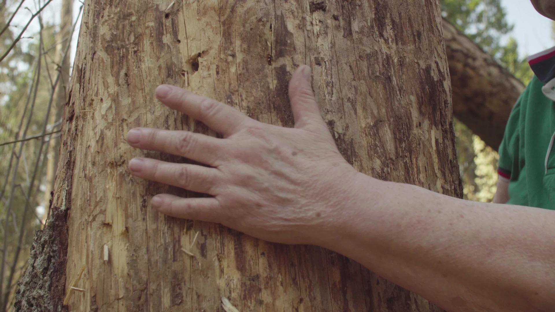 高高抱着一棵被毁坏的树视频的预览图