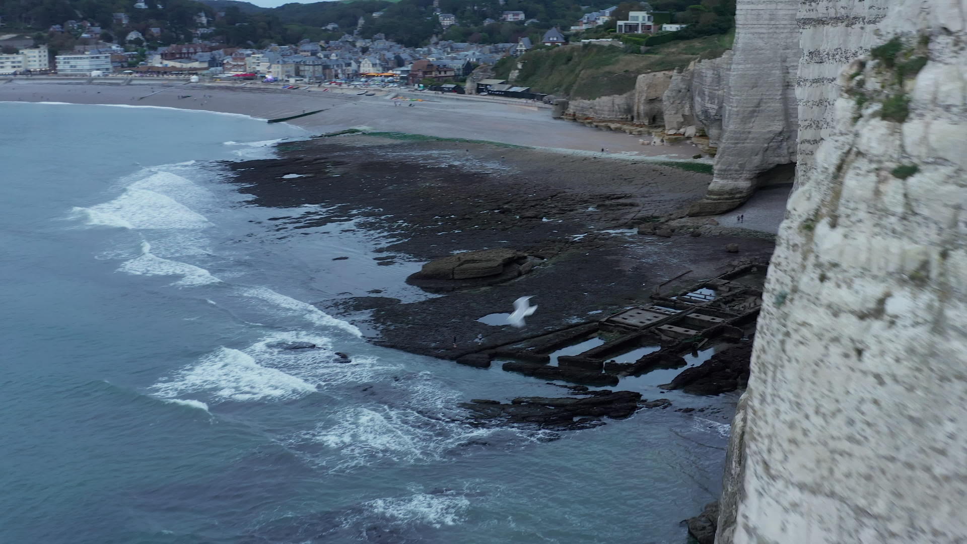 海鸥从岩石上跳下4000公里用海景和海沟观光海洋视频的预览图