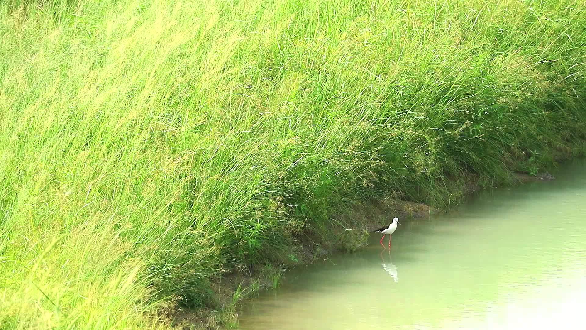 走在池塘里的鸟视频的预览图