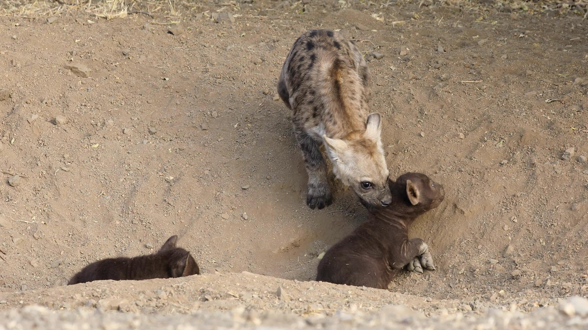土狼幼崽Kruger国家公园视频的预览图