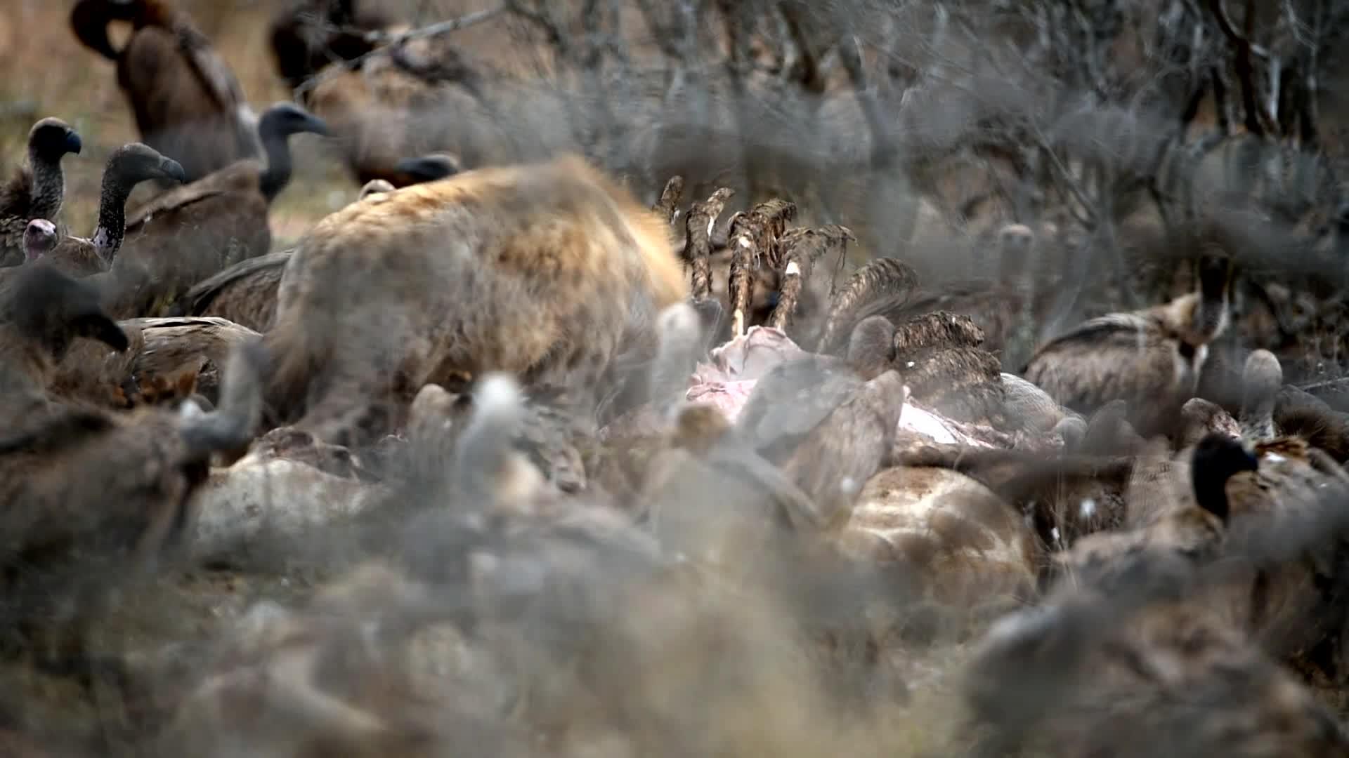 吃尸体的土狼和秃鹫视频的预览图