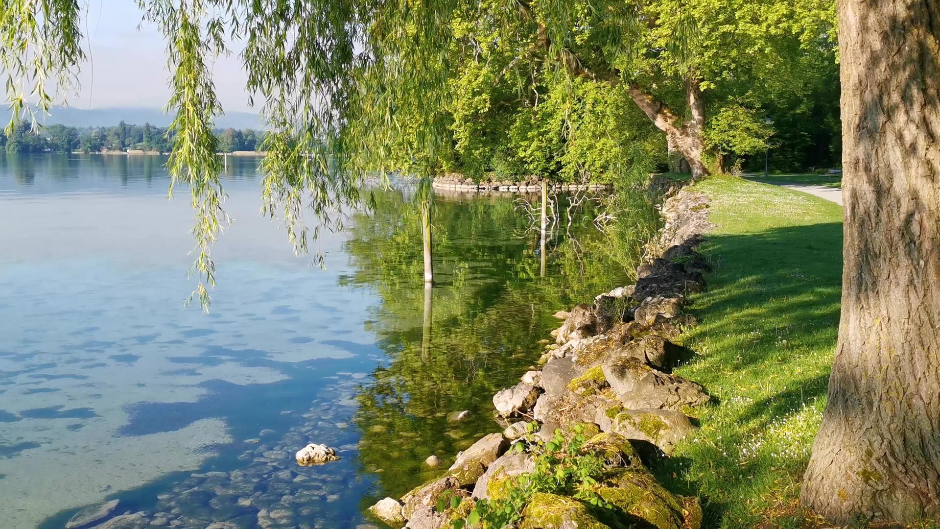 完美的绿色公园和蓝色湖泊瑜伽生活方式在瑞士湖泊附近视频的预览图