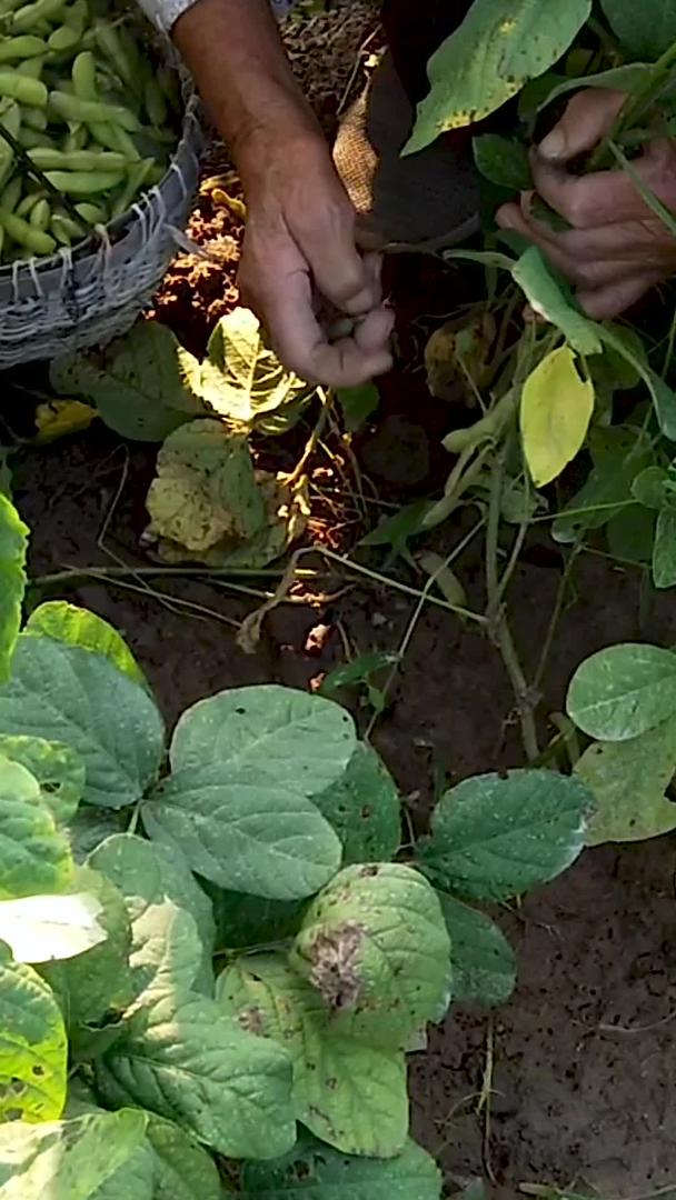 种植有机鲜黄豆视频的预览图