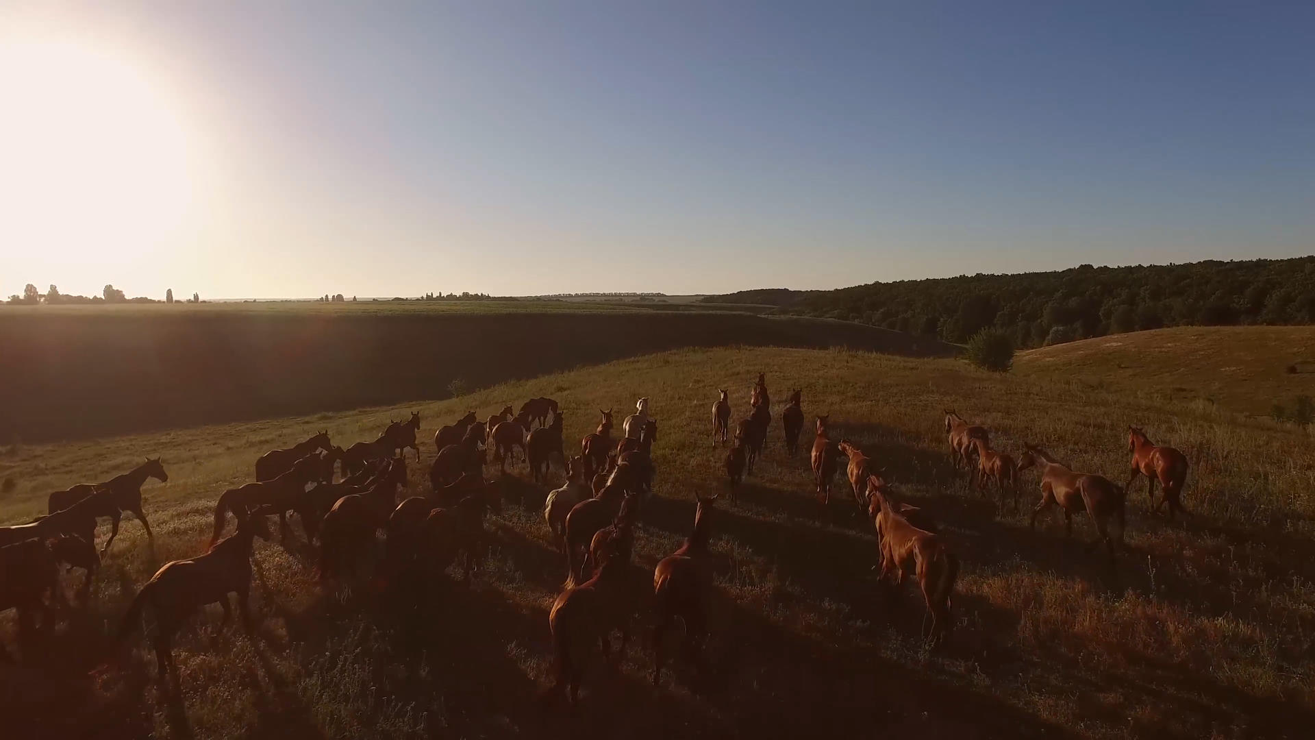 夕阳下奔跑的马视频的预览图
