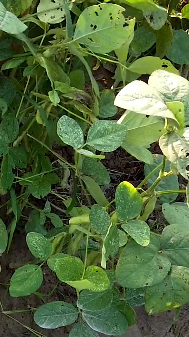种植有机鲜黄豆视频的预览图