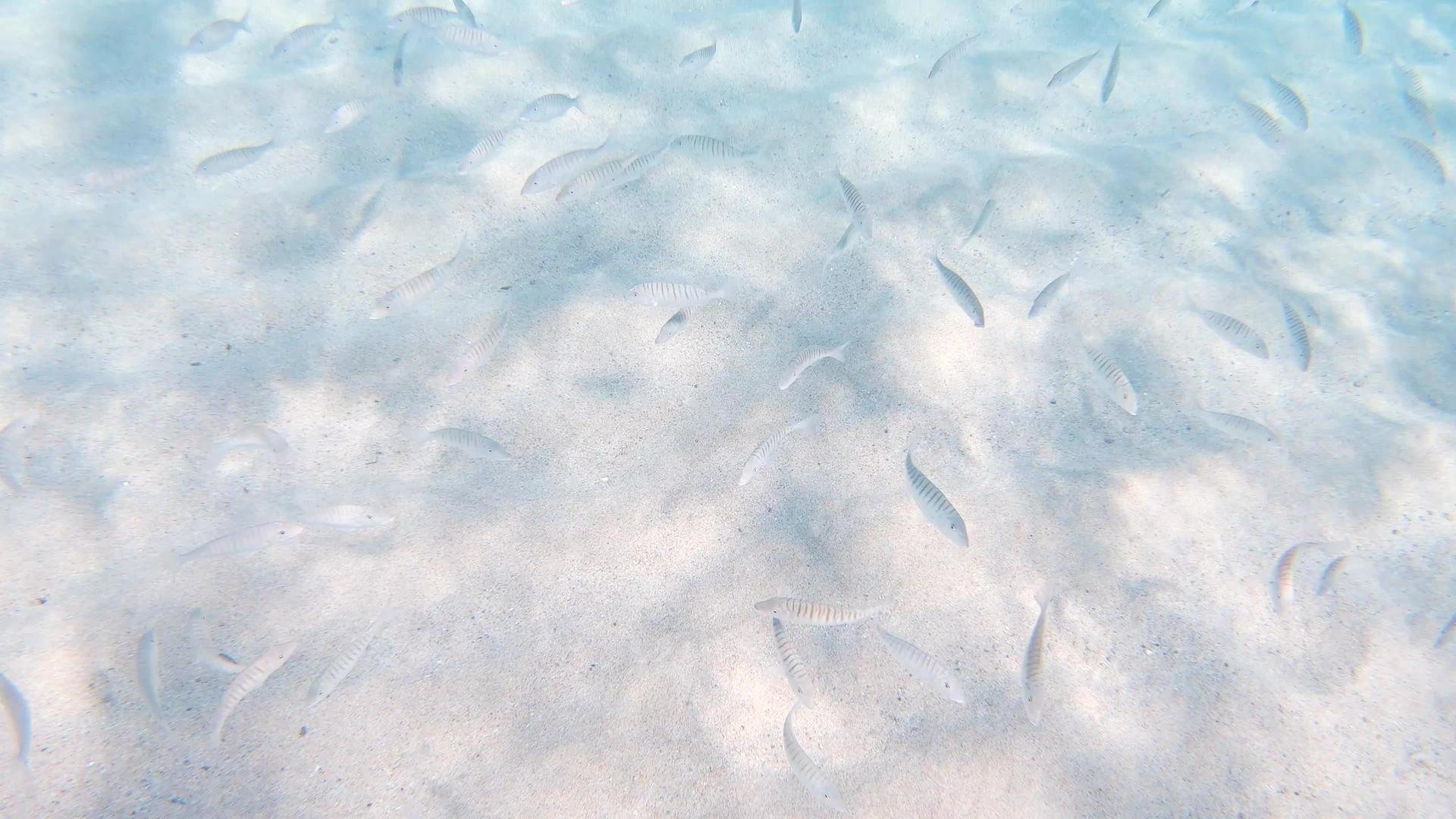 水下世界富含许多鱼视频的预览图